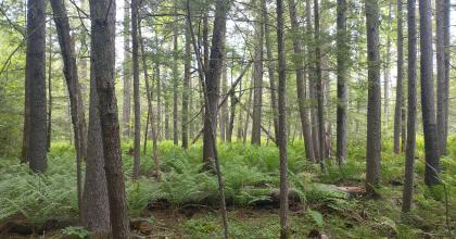 Forested hemlock-spruce wetland at Pine Hill