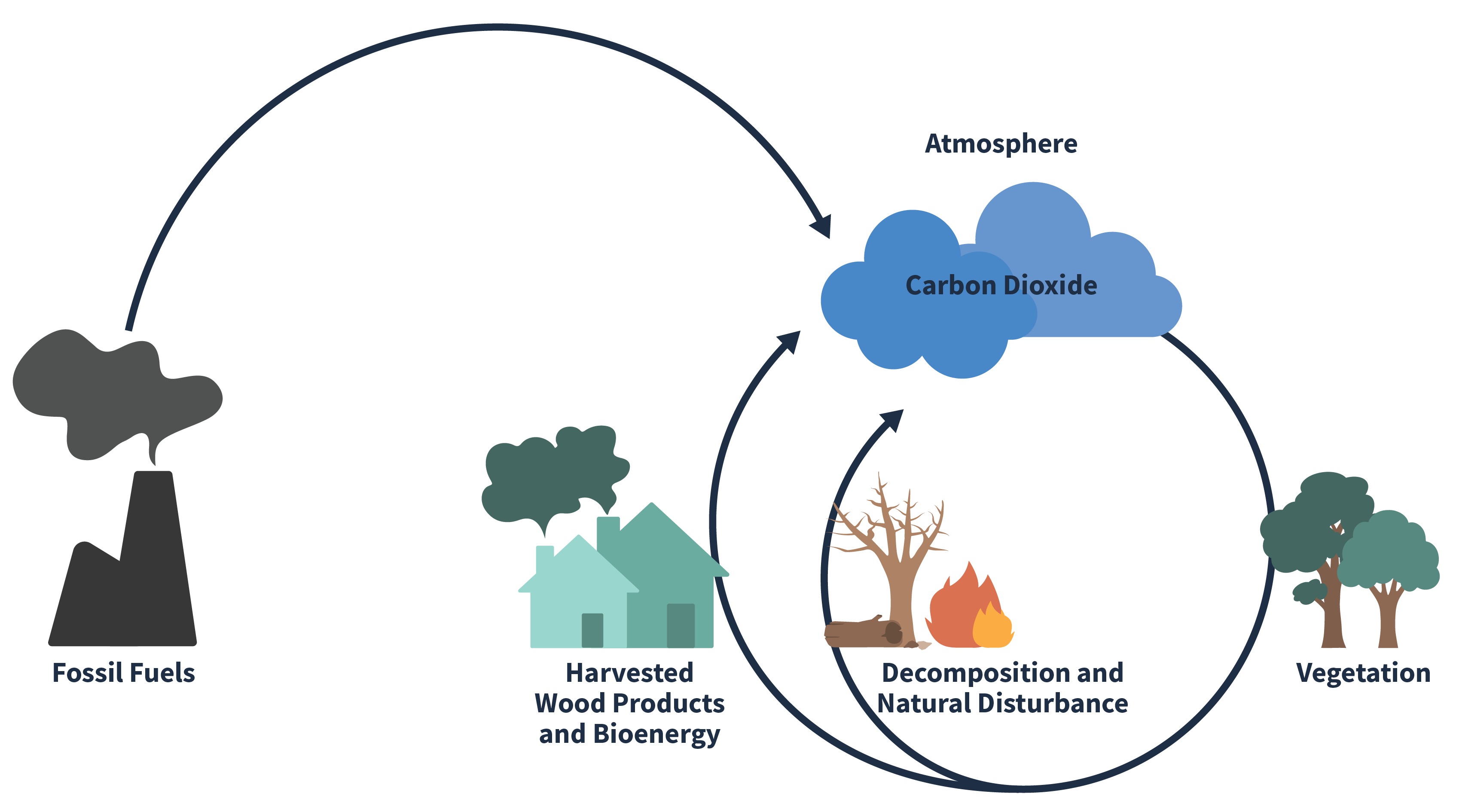 Illustration of the carbon cycle. Starting at the top carbon cycles from the atmosphere (carbon dioxide) to vegetation then back to the atmsphere through decomposition and natural disturbance. Carbon can offshoot from this cycle by being turned into harvested wood products and bioenergy, which will eventually cycle back into the atmosphere. Fossil fuels is shown as an outside input into the atmosphere and carbon cycle.