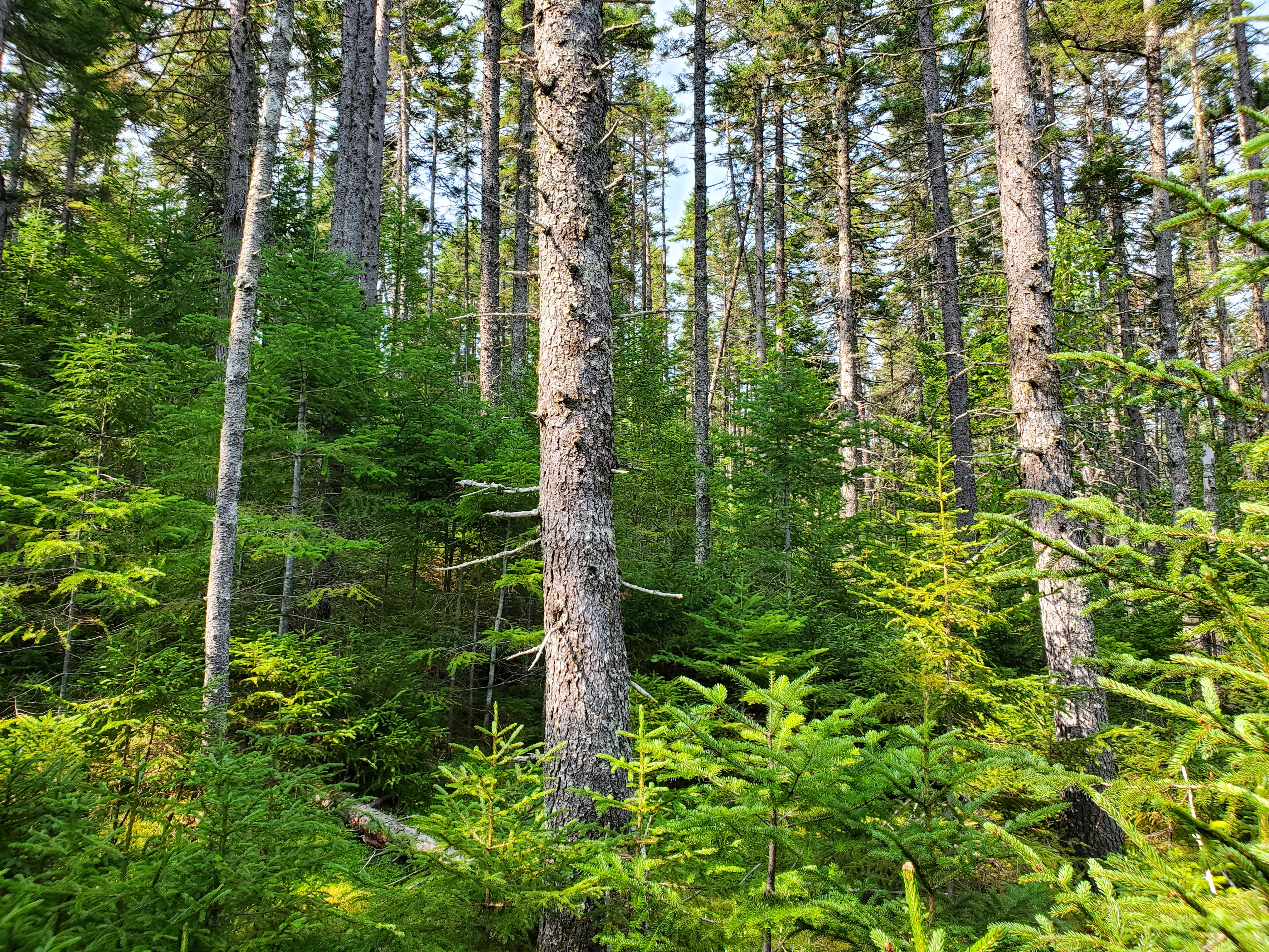 Photograph of a green spruce-fire forest with dense understory and saplings and a somewhat open canopy, alowing sunlight to filter through. 