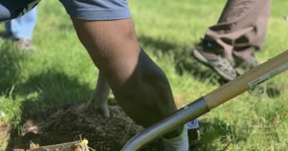 Adobe stock photo - tree planting