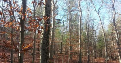 Oak forest - Maria Janowiak 