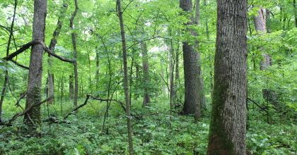 Yellow River State Forest, Credit: Courtney Peterson
