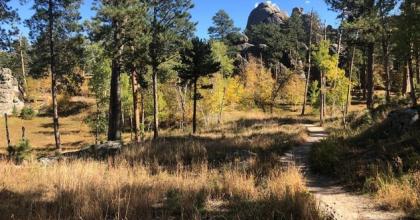 Photo of the Black Hills mixed-conifer forest ecosystem