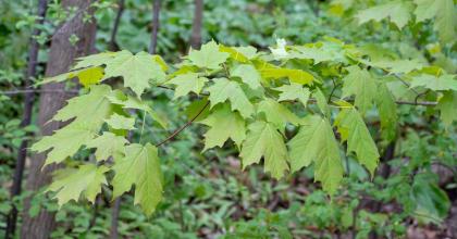 sugar maple leaves in summer