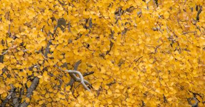 yellow birch in fall