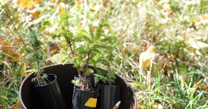 Trees for planting