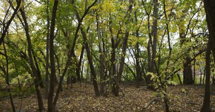 A Lack of Mowing Can Create Woodlands.