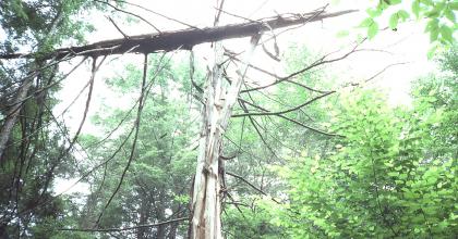 a dead tree standing in the forest