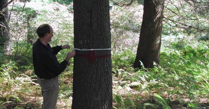 A person measuring the diameter of a forest tree