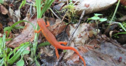Eastern newt in the red eft stage. Photo by Cara Gauthier.