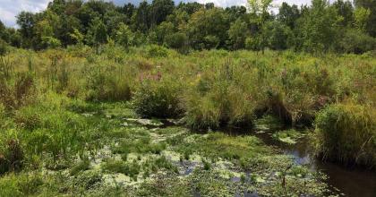 Open water fen