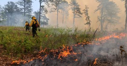 fire in open woodland