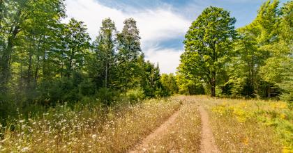 Photo of a forest road at the Harris Reserve. 