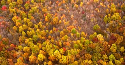 Fall color trees in SE Ohio