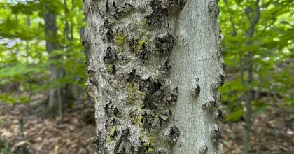 Diseased beech tree trunk