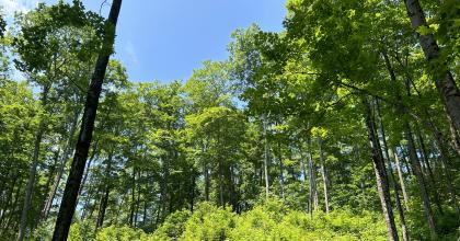 Gap in the forest canopy for recruiting ash and other species 