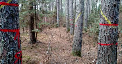 Clearcut gap perimeters were flagged with green flagging and all trees to be harvested from the gaps and matrix (cull trees)  were individually marked with yellow paint. Bell Timber, Inc. purchased the sale and cruised the cull trees for potential utility poles and house logs. They marked the trees that met these specifications in a systematic way (i.e. two red circles) that communicates with how they want the operator to process those trees. Photo by Kyle Gill, CFC.