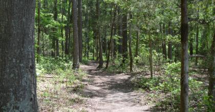 Trail through Latta Nature Preserve