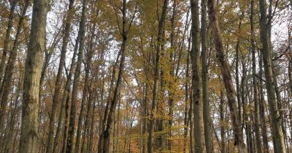 Dry/Mesic Oak Forest stand