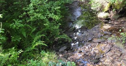 A small creek under relatively dry conditions, surrounded by invasive species