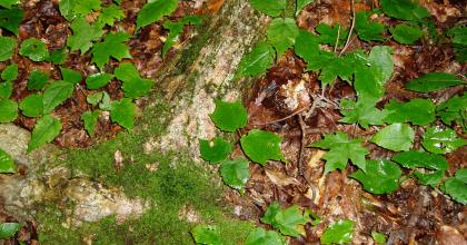 Understory at vegetation
