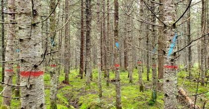 Marked spruce-fir stand pre-harvest