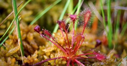 Closeup of sundews at Saul Lake Bog