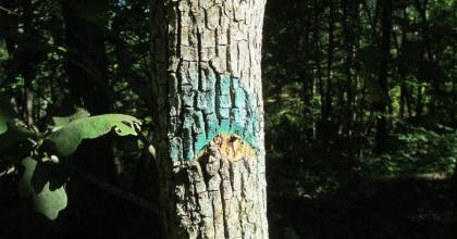 Virgin shortleaf pine site.