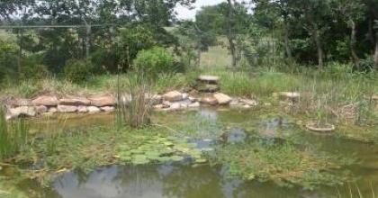 Wetland pond circa 2006