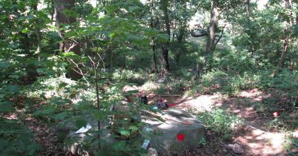 forested site with sugar maple saplings in the understory. One person is sitting down collecting data.