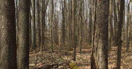 trees