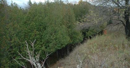 Deer browse line on a cedar stand at the Ziib farm. Photo credit: Noah Jansen, LTBB