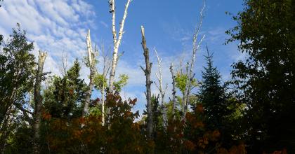 Declining paper birch in the North Shore project area. 