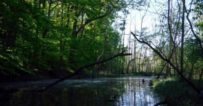 Riparian area