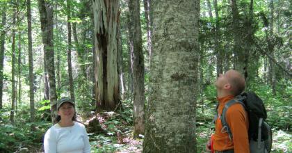 People standing in woods next to large yellow birch.