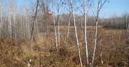 Paper birch stump sprouts that were thinned by hand in fall 2015. 