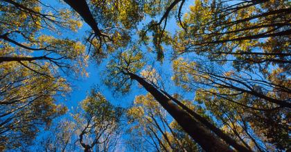 View of tree canopy looking up 