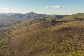 Greens Hills landscape affected by spongy moth defoliation (credit: Jeff Lougee)