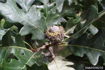 Bur oak is one of the species on site that will be retained as a future seed source. 