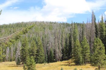 Area with large amount of standing dead trees. Photo Credit: Courtney Peterson, Colorado State University.