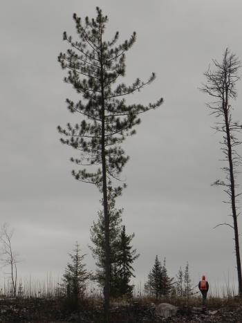 Chris Dunham (TNC) walks through a project site with large white pine retained as seed trees. 