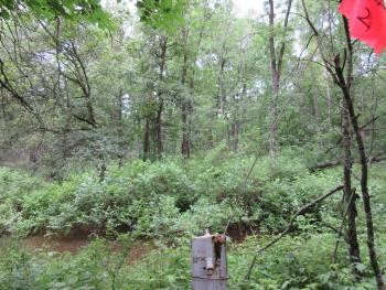 A floodplain forest stand before treatment within the Leopold Memorial Reserve. 