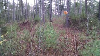 A red pine stand with good white pine regeneration in the TomaInga project area. 