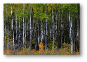 The Noma Project calls for some clearcuts to regenerate aspen and also some forest-type conversions to reduce aspen acreage overall. 