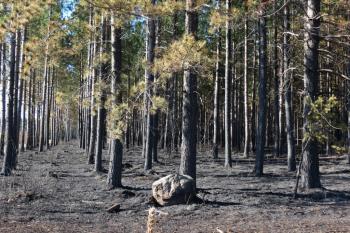 A burned red pine plantation in the Palsburg fire area. Stands like this have been targeted for salvage treatments. 