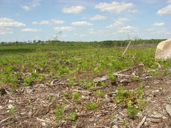This stand on the Florence County forest experienced heavy mortality and was recently salvaged. 
