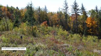 Habitat management for healthy young forest