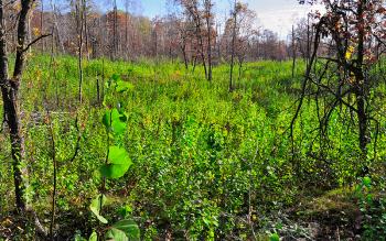 Aspen clearcuts around deer wintering areas will provide food sources and diversify aspen age classes on the landscape. 