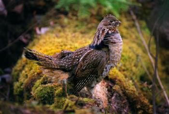 fdsmith_grouse.jpg Habitat for ruffed grouse is one of the main management concerns at the Mille Lacs WMA. Photo credit: Doug Smith, Minneapolis Star Tribune.