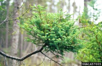A "witches broom" on a black spruce, caused by dwarf mistletoe. 